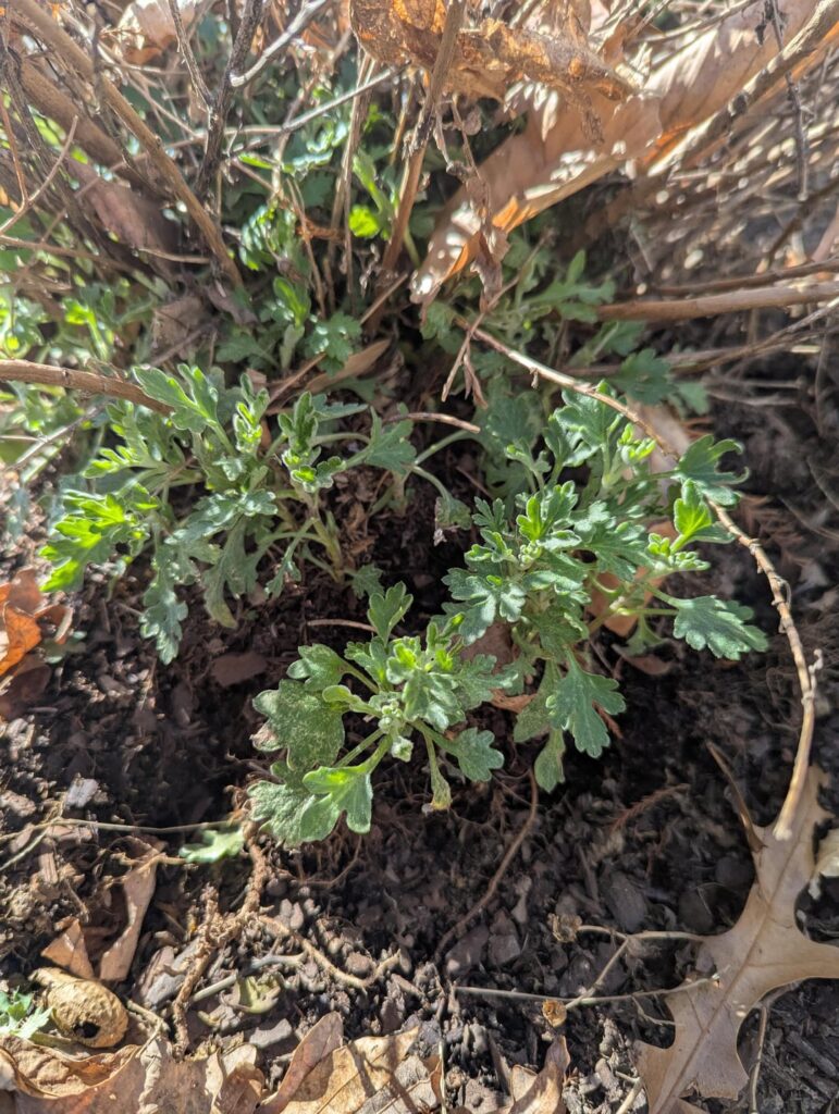 What's at the bottom of these mums?
