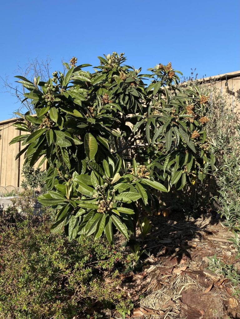 Six variety loquat tree.