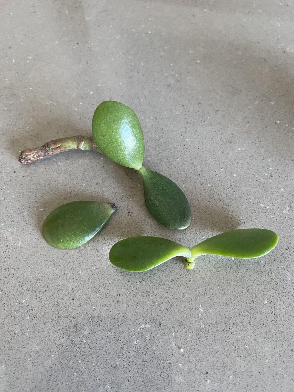 Walking around Southern California and finding lots of jade pieces to pick up