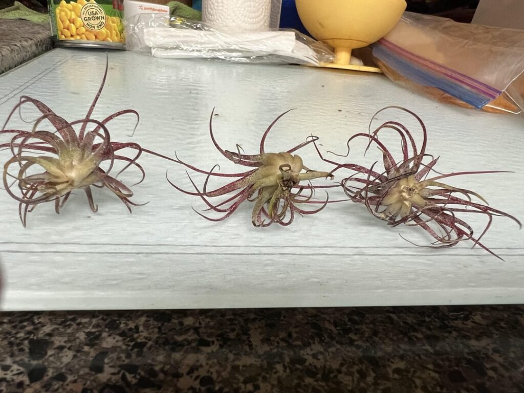 Will they live? Will they live?