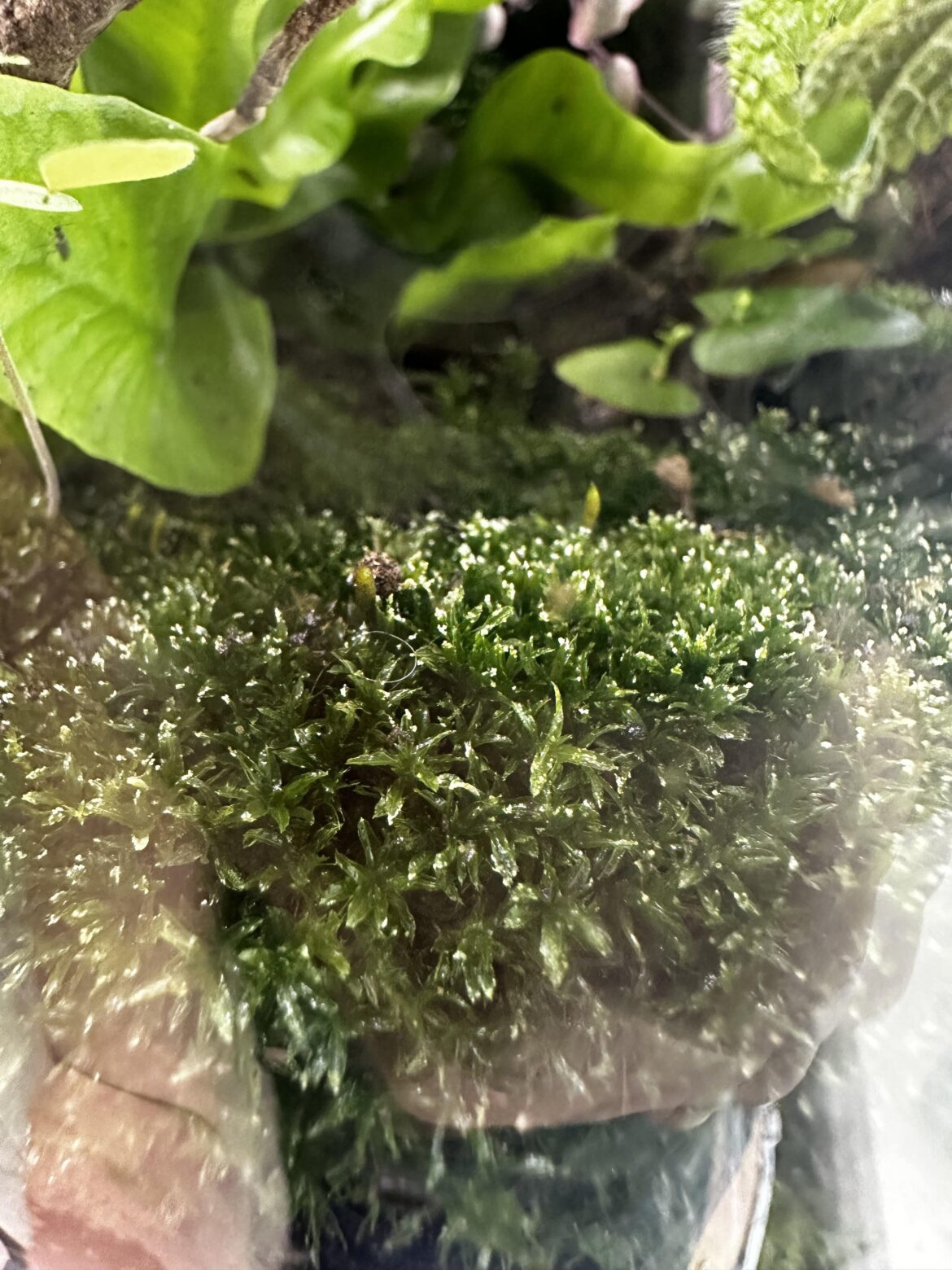 Why are the tips of my moss turning brown?