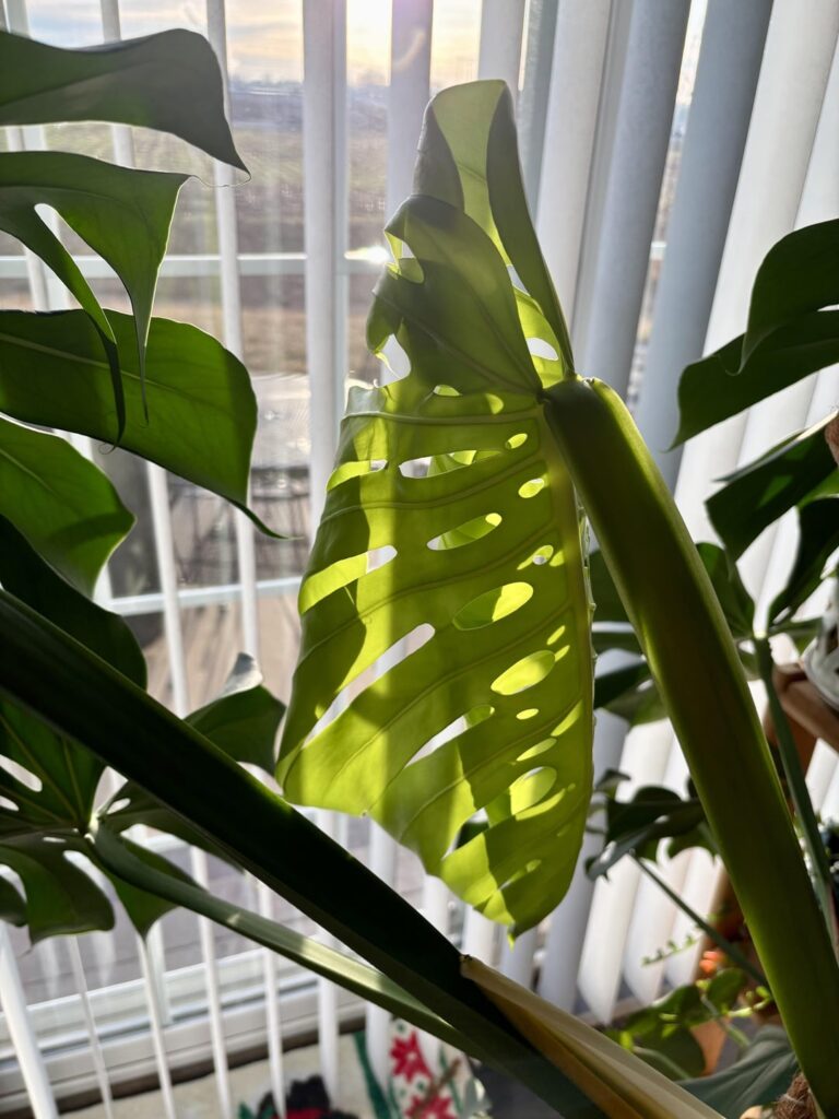 new leaf arriving with all the fenestrations