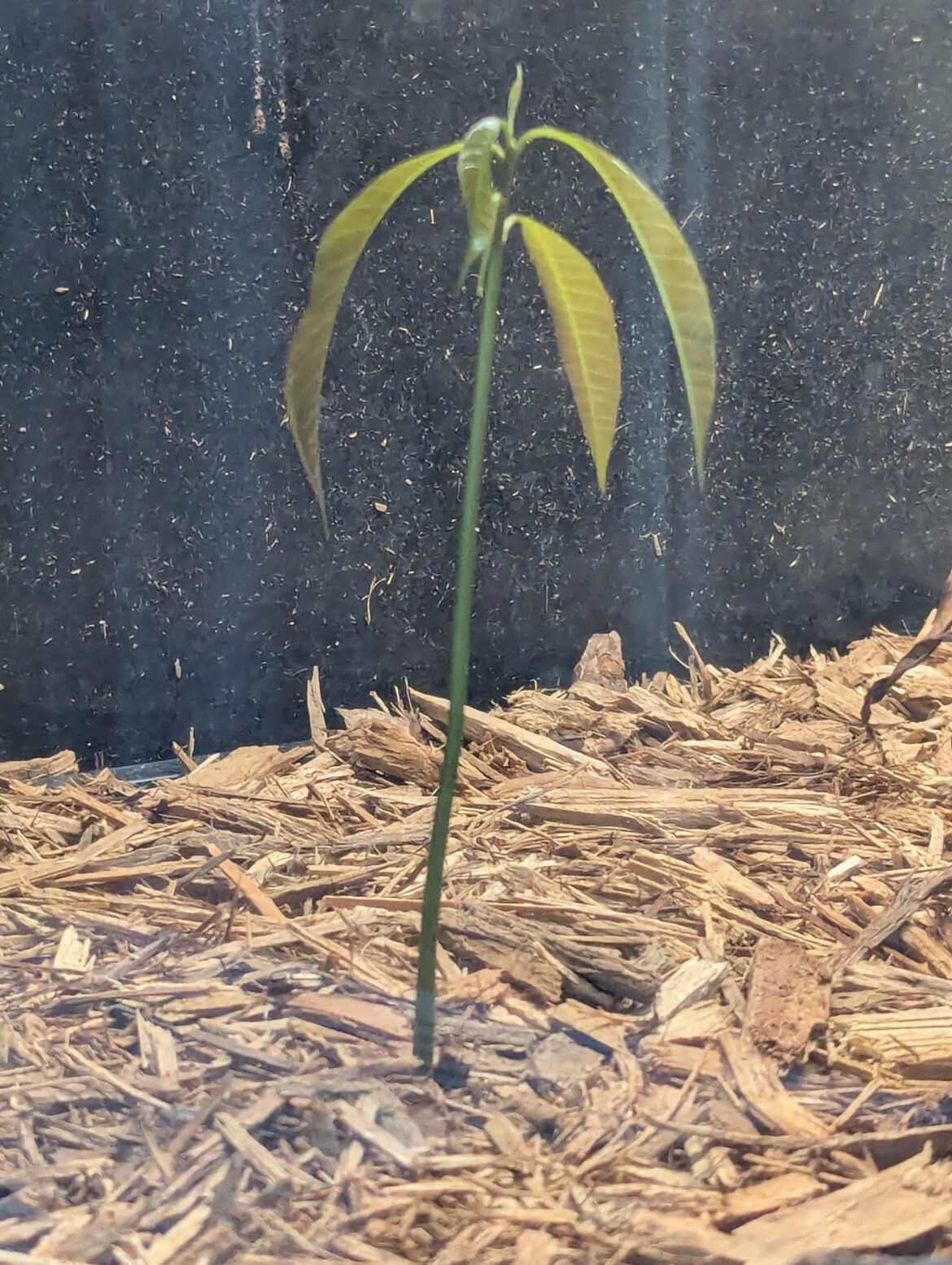 Growing in my tortoise enclosure Growing in my tortoise enclosure