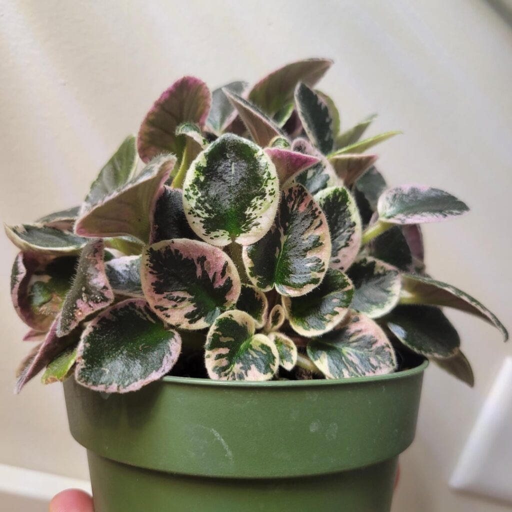 Is this a miniature? Or somehow several in one pot? I've never had an African violet grow like this!