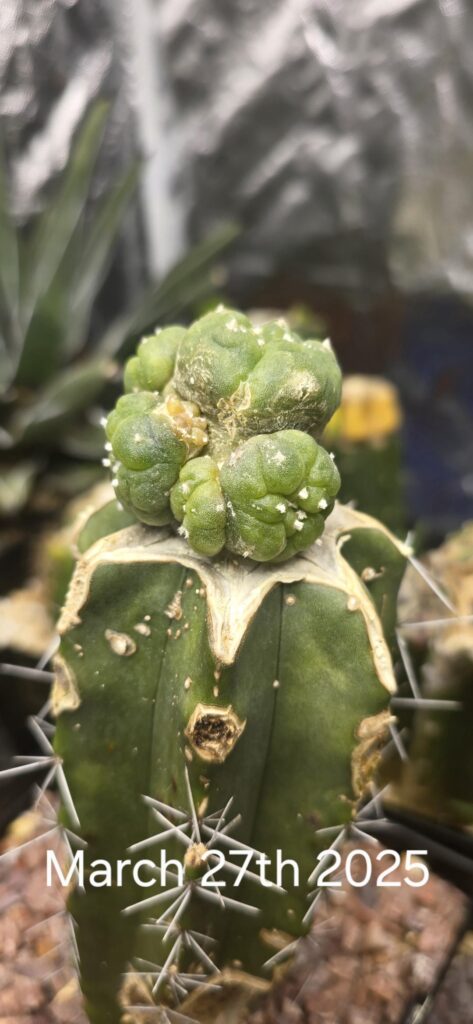 March graft update