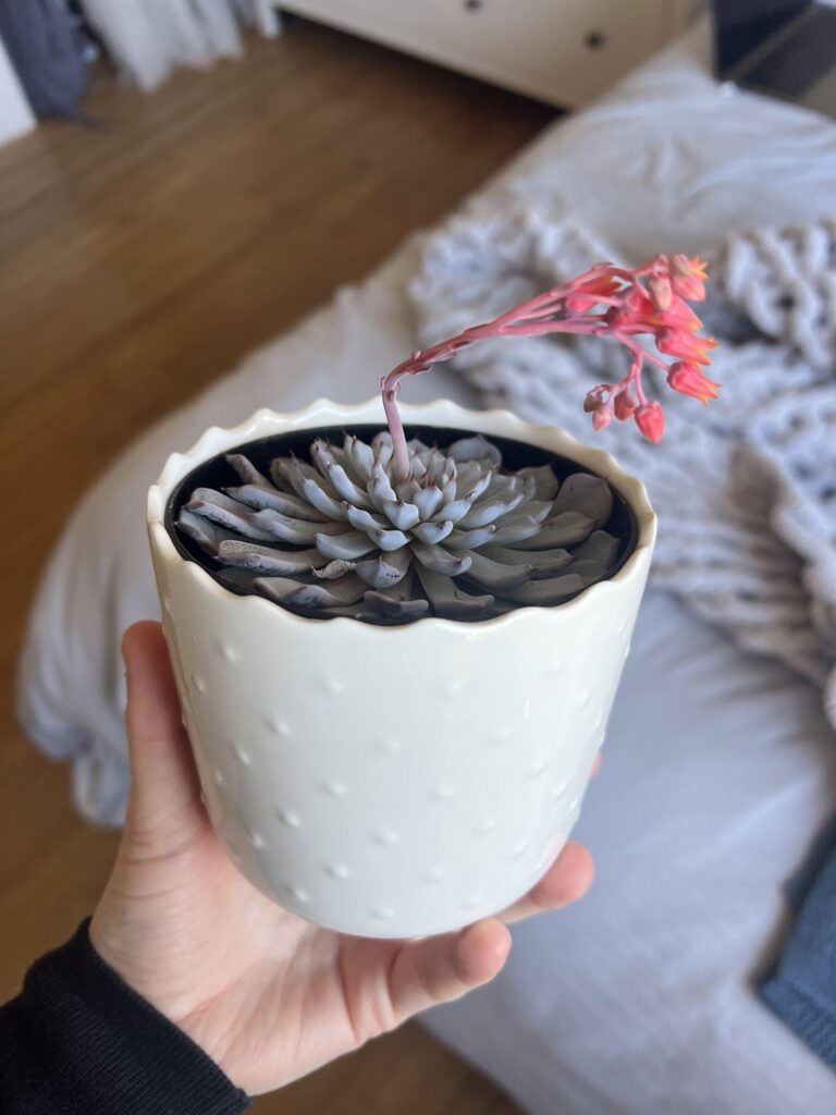 succulent grew a flower stem?
