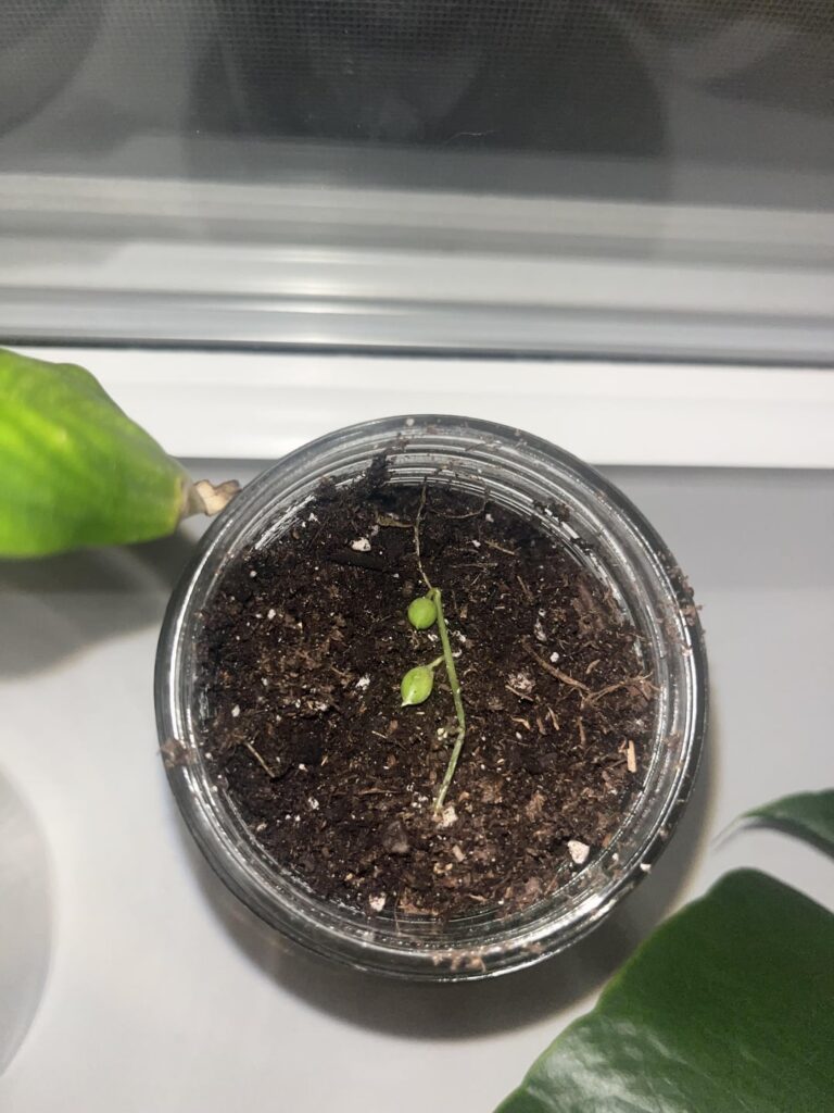 Will these propagate?