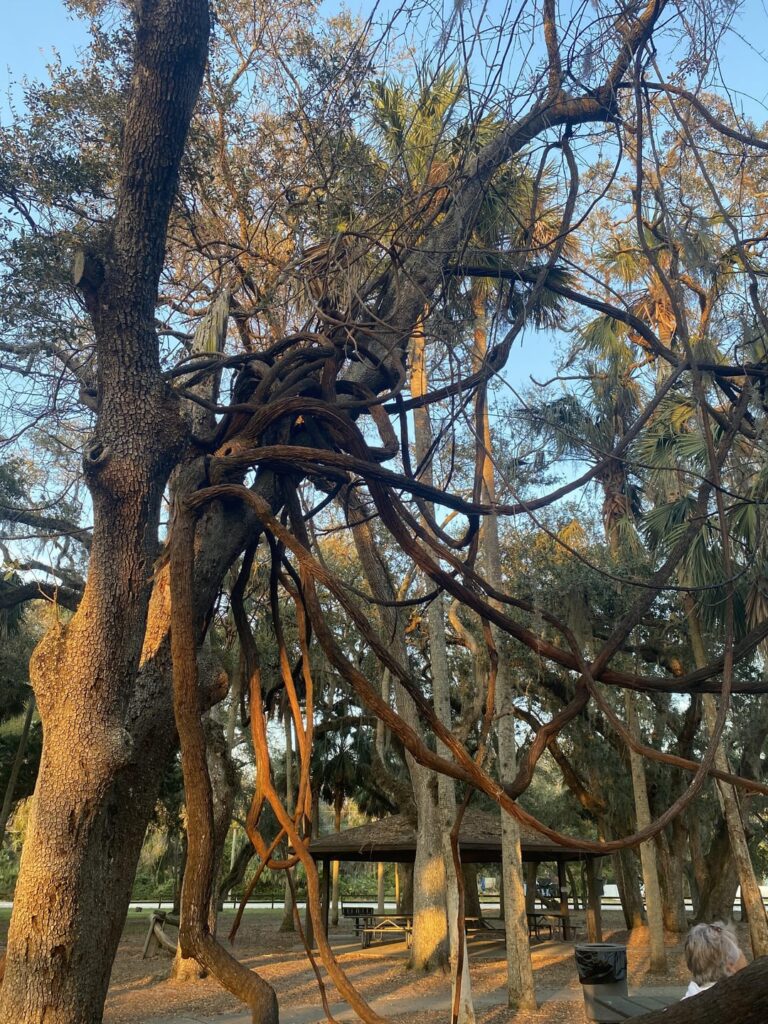 Tree near Palm Coast Florida