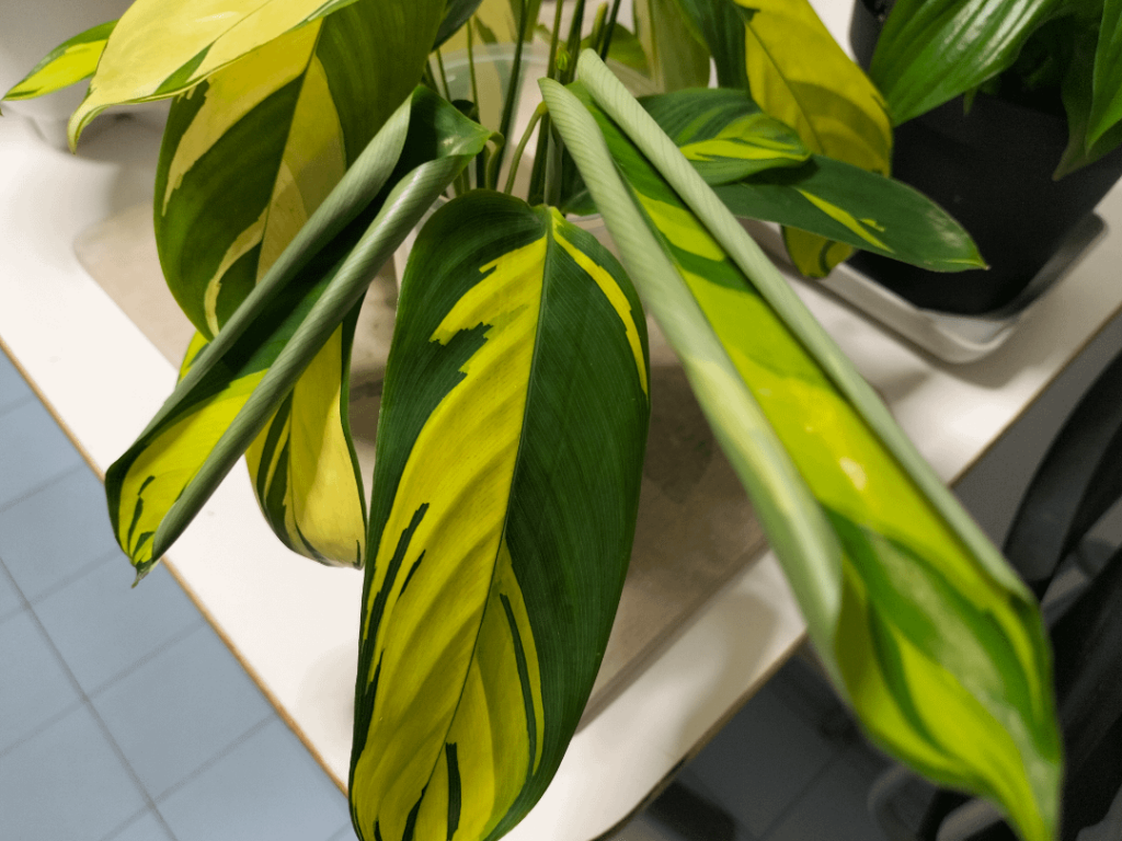 Why is my prop leaf curling?