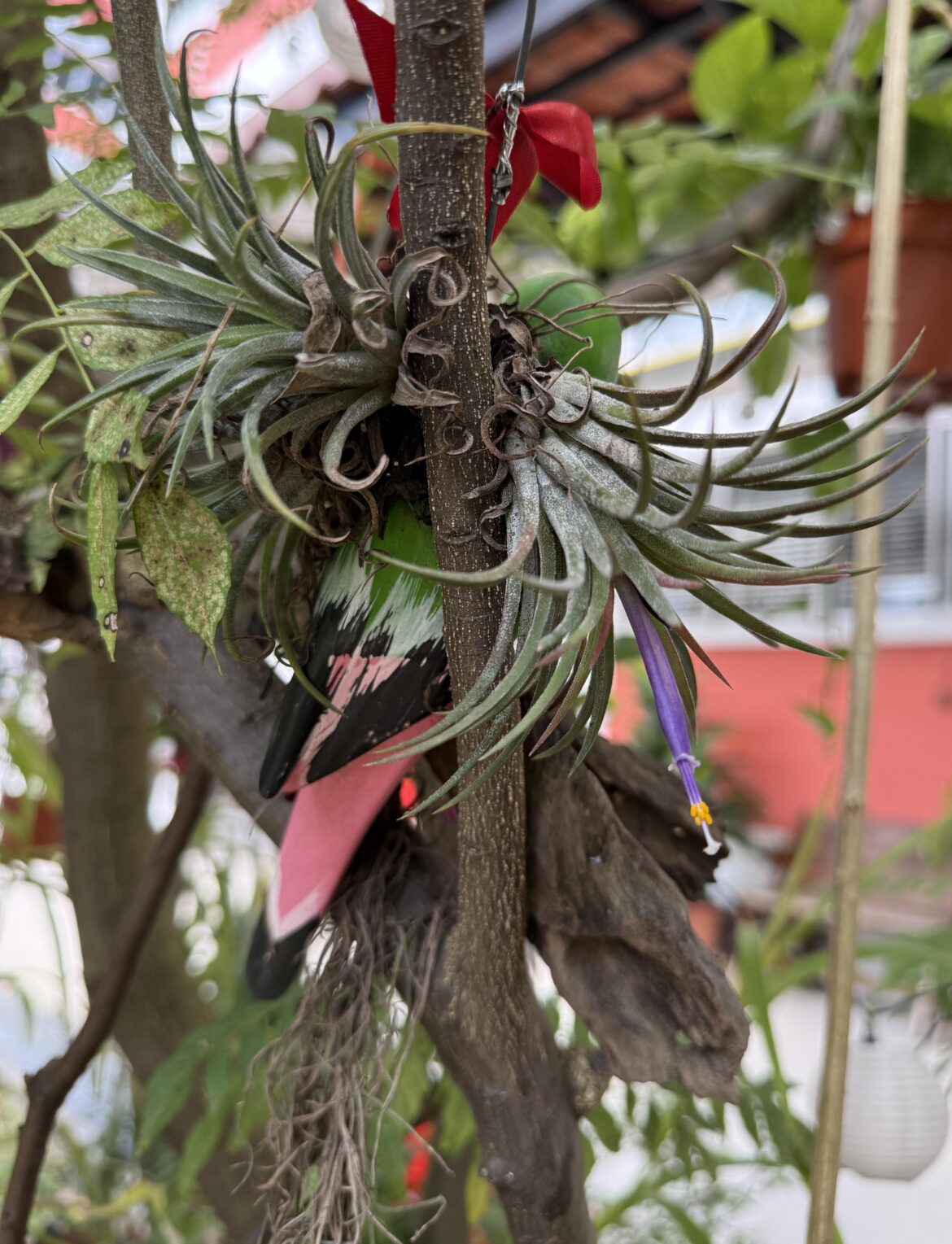 Spotted in the “wild”