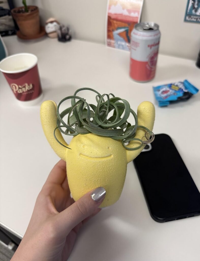 before and after my air plant’s curly hair routine 🫶