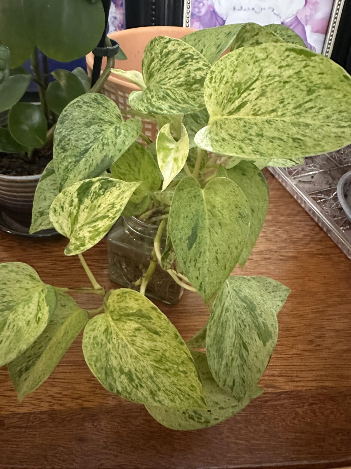 I want to put this marble queen pothos cutting into soil, but I'm worried that it's too variegated to make the transition. Should I leave it in the water or will it be just fine? Maybe I'm paranoid but I'm emotionally attached lol