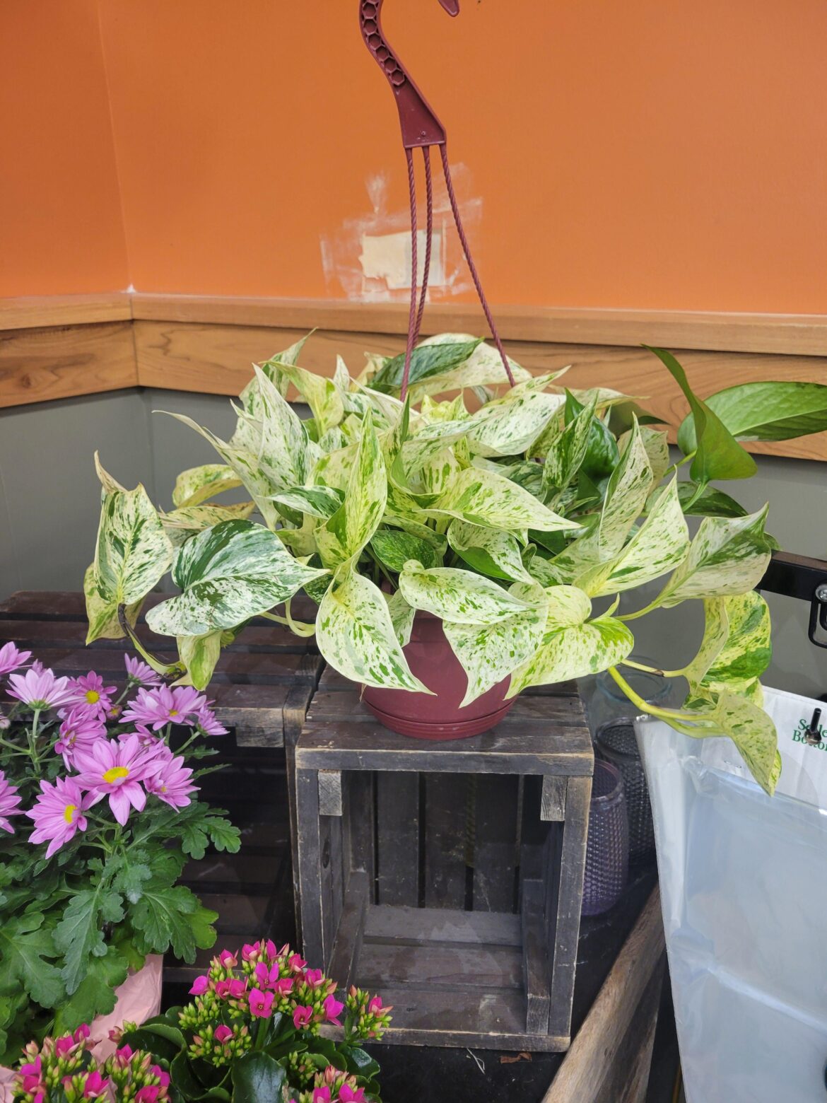 What type of pothos and worth cost?
