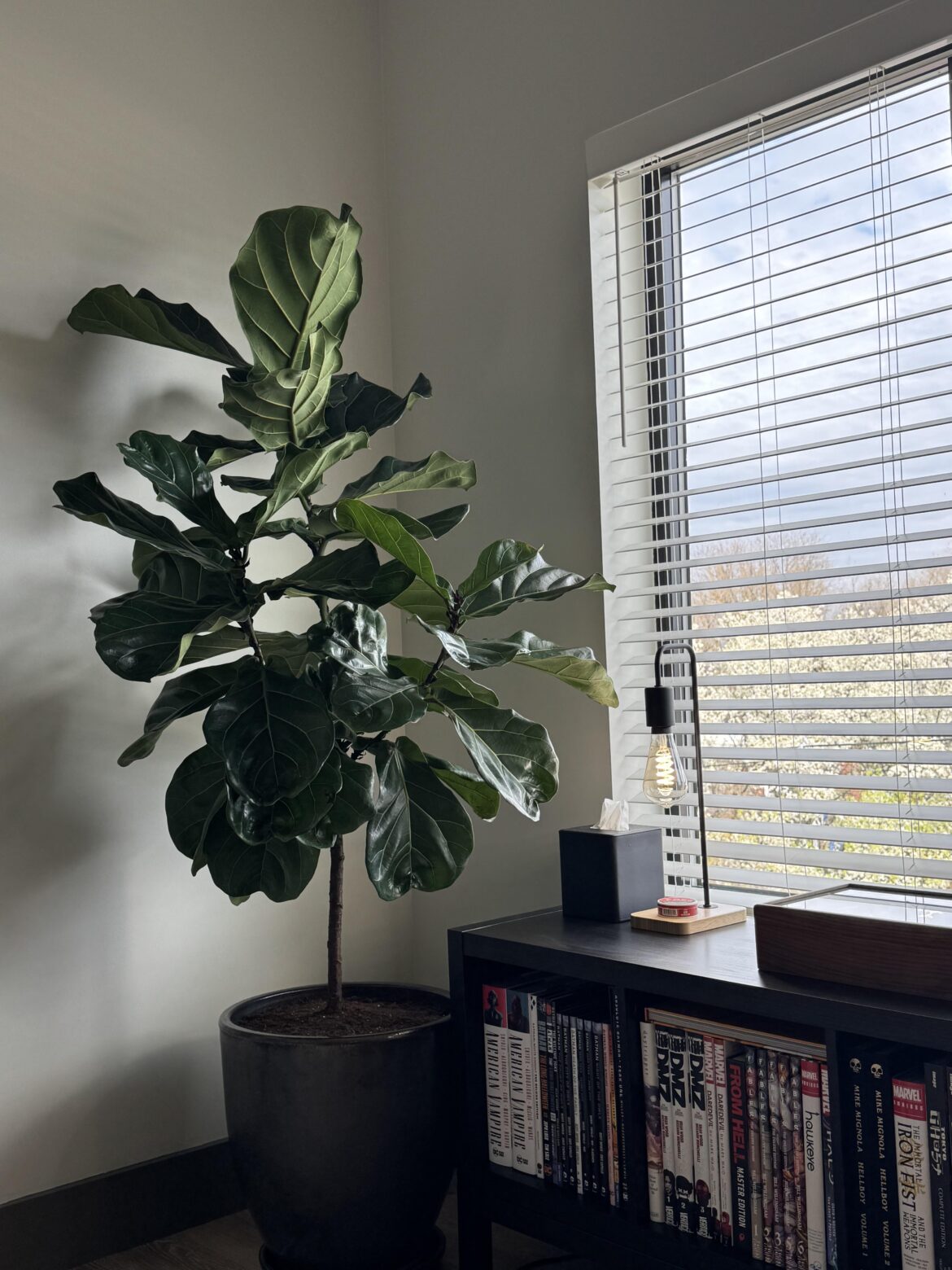 Enough Sunlight in South Facing Apartment?