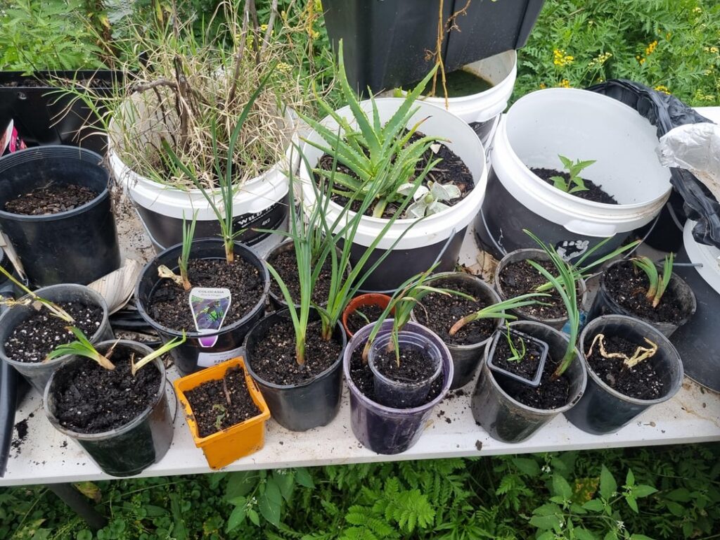Kninphia props.
