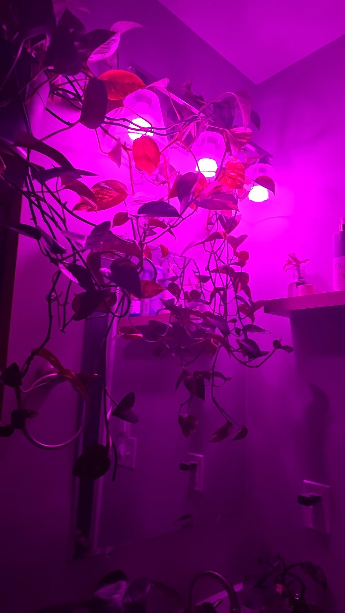 Colored light therapy to enhance variegation.
