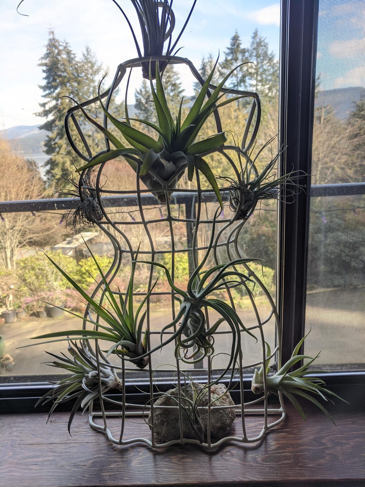 My Tillandsia Model