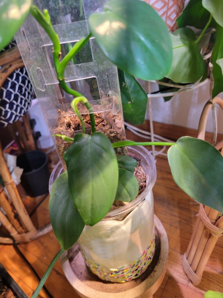 What shall I do with this Pastazaum?