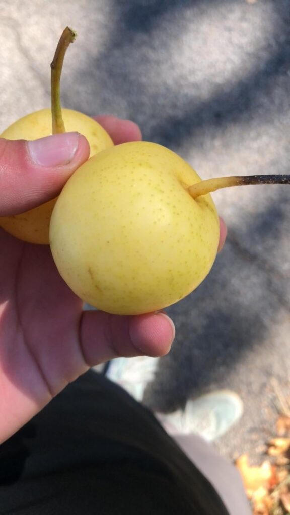 Best fruit I’ve ever had. Took this picture October 4, 2023.