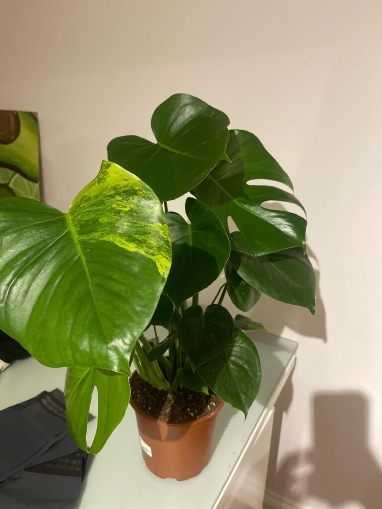 Is this variegated?