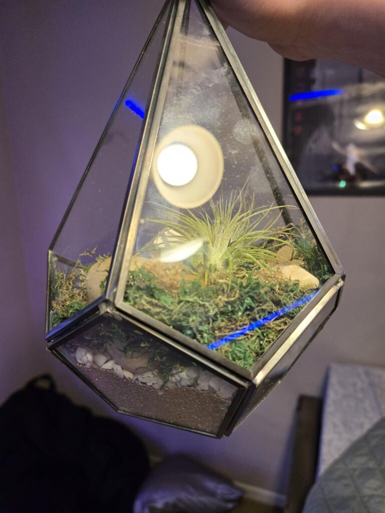 Is this small terrarium suitable for my air plants?