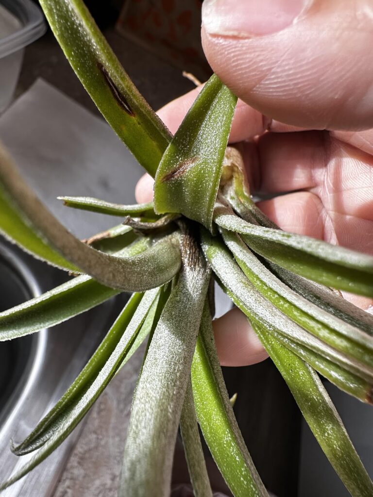 Tips / advice on how to get my new xerographica to thrive Tips / advice on how to get my new xerographica to thrive