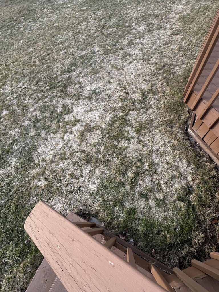 Finally thawed, bunch of these white matted areas on my lawn? Any thoughts? Finally thawed, bunch of these white matted areas on my lawn? Any thoughts?