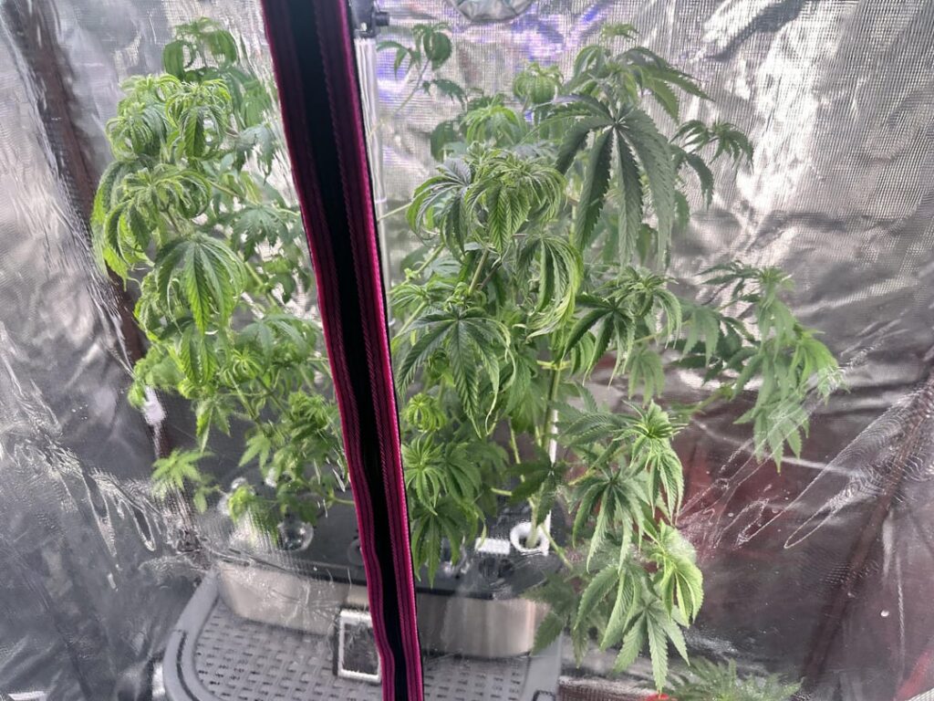 How much should I be watering?