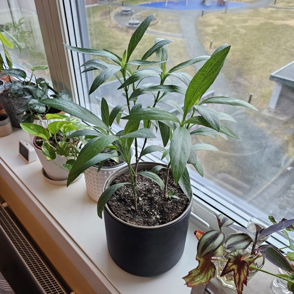 Mexican Petunia