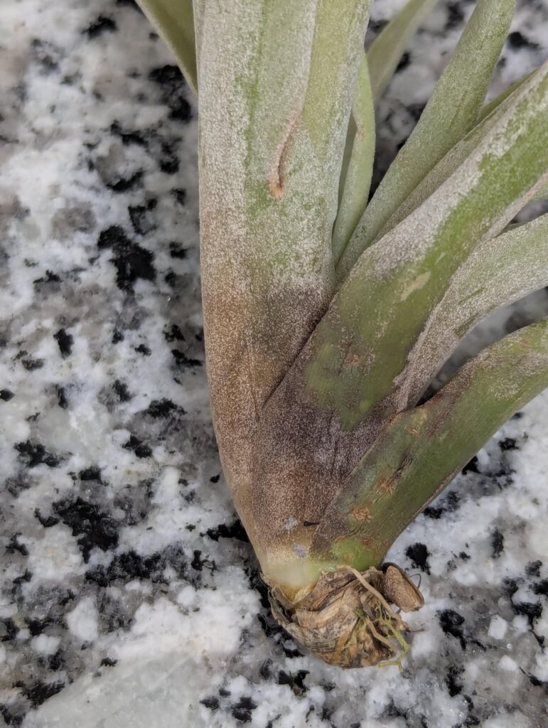 Red spots and black spots Red spots and black spots