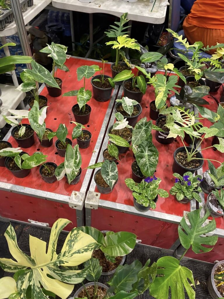 Bangkok International Exotic Plants Show Day 2, Part 1