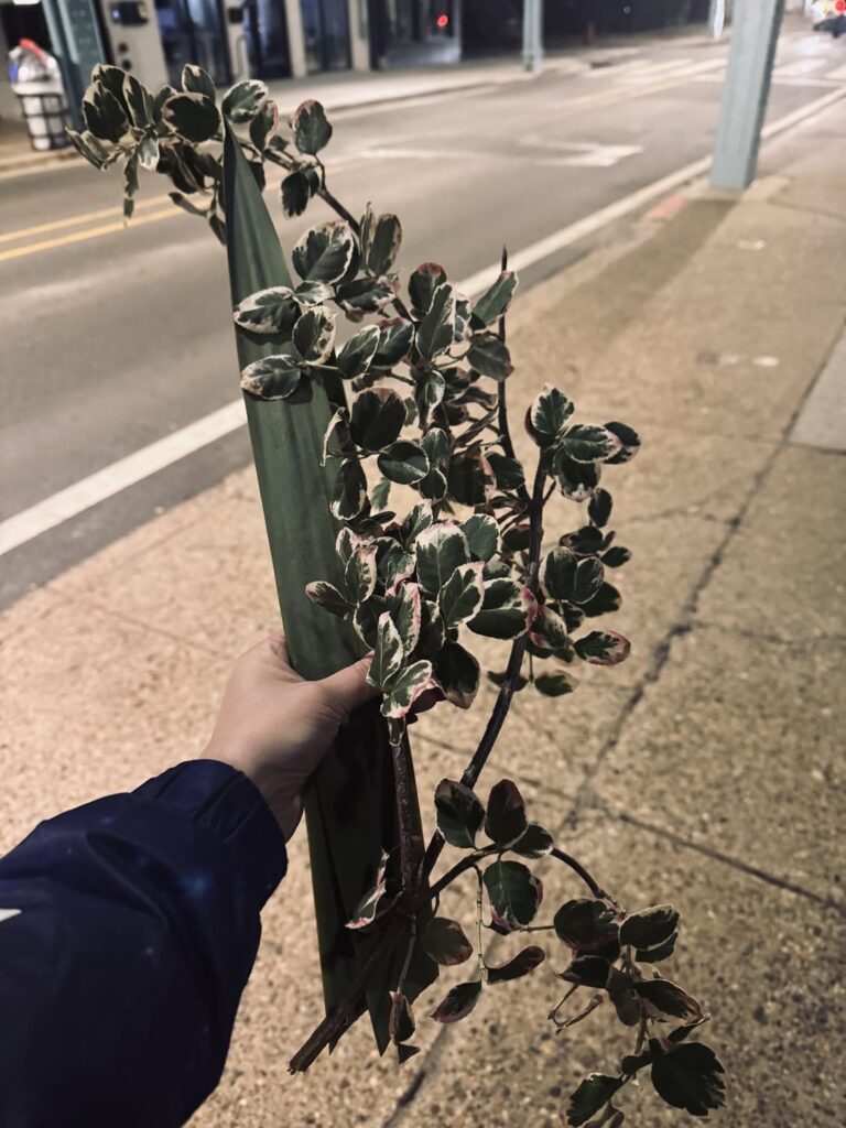 Just snagged these bad boys. Any idea if/how I can propagate them?
