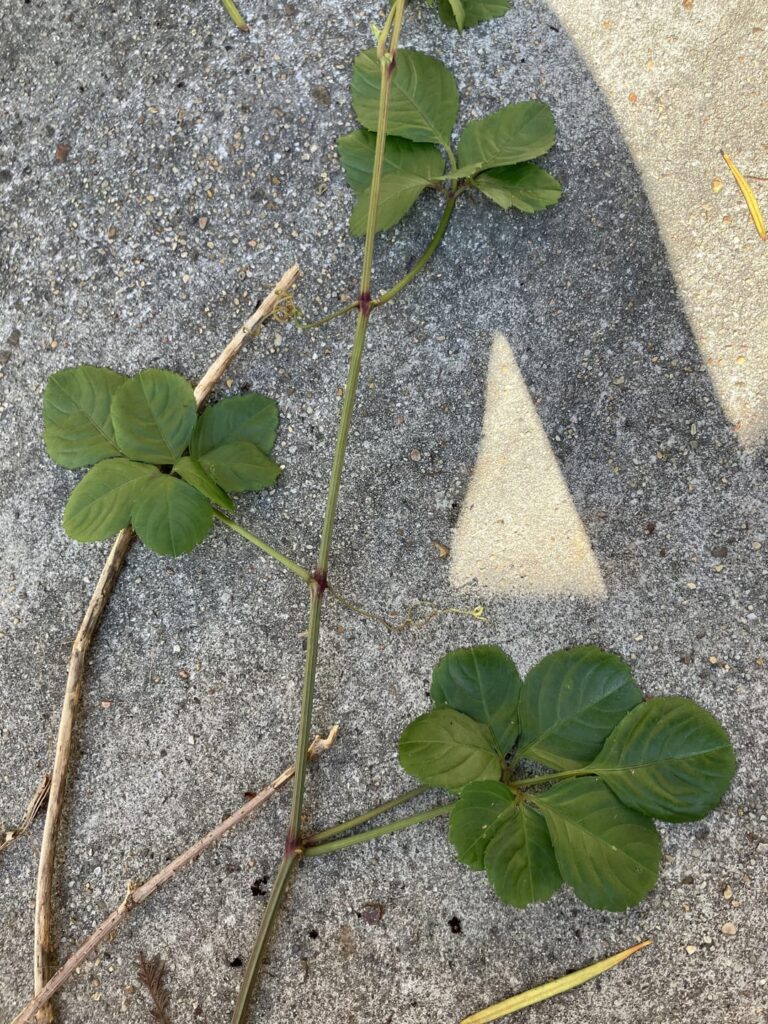 what is this creeping vine that’s taking over my yard!