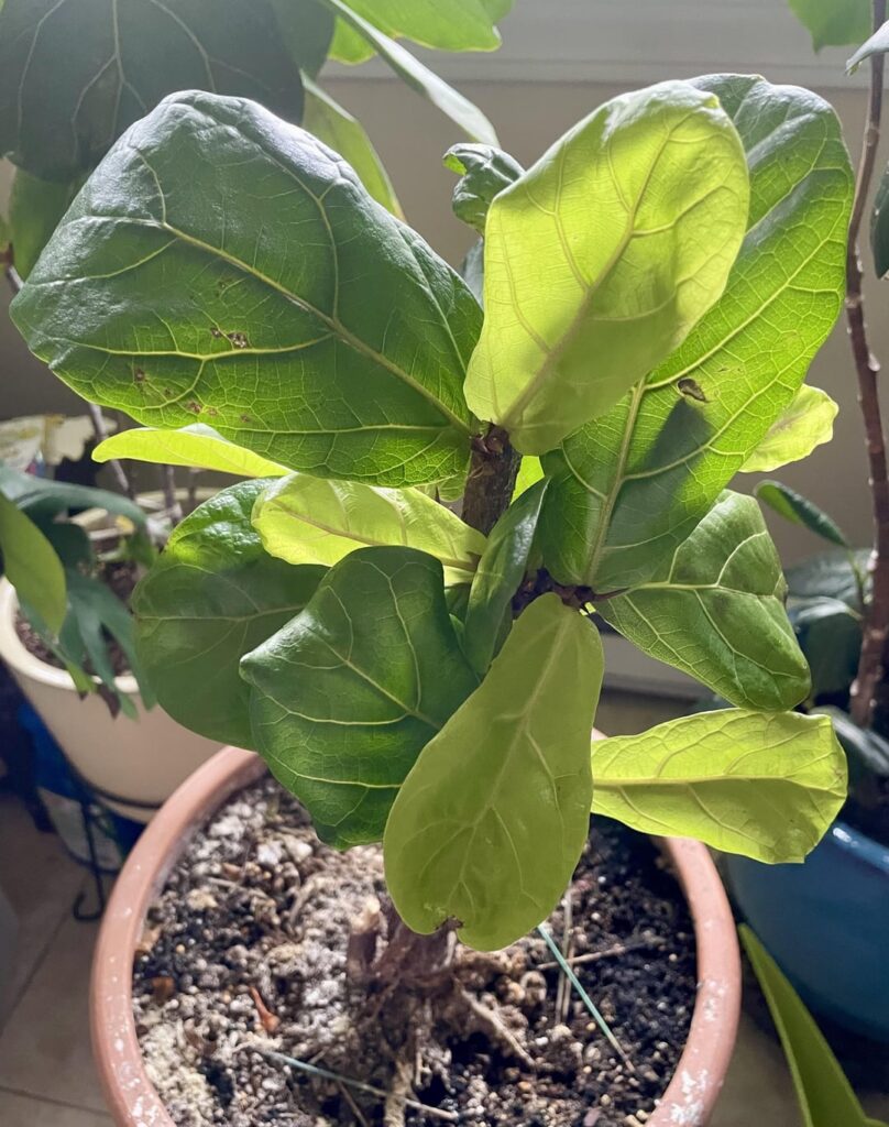 Update: FLF chopped to stems now exploding-props not doing anything