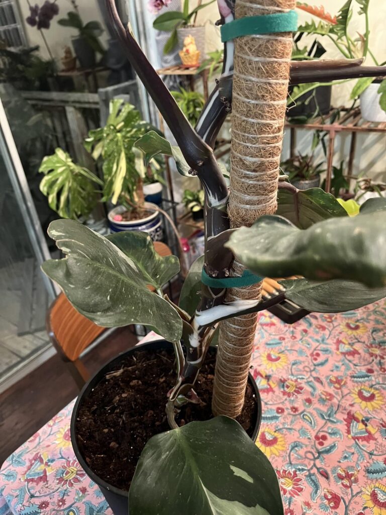 Is this pole placement okay?