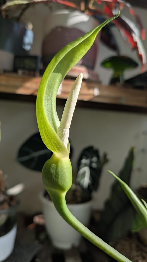 Stunning flower on my Alocasia heterophylla 'Dragon's Breath'
