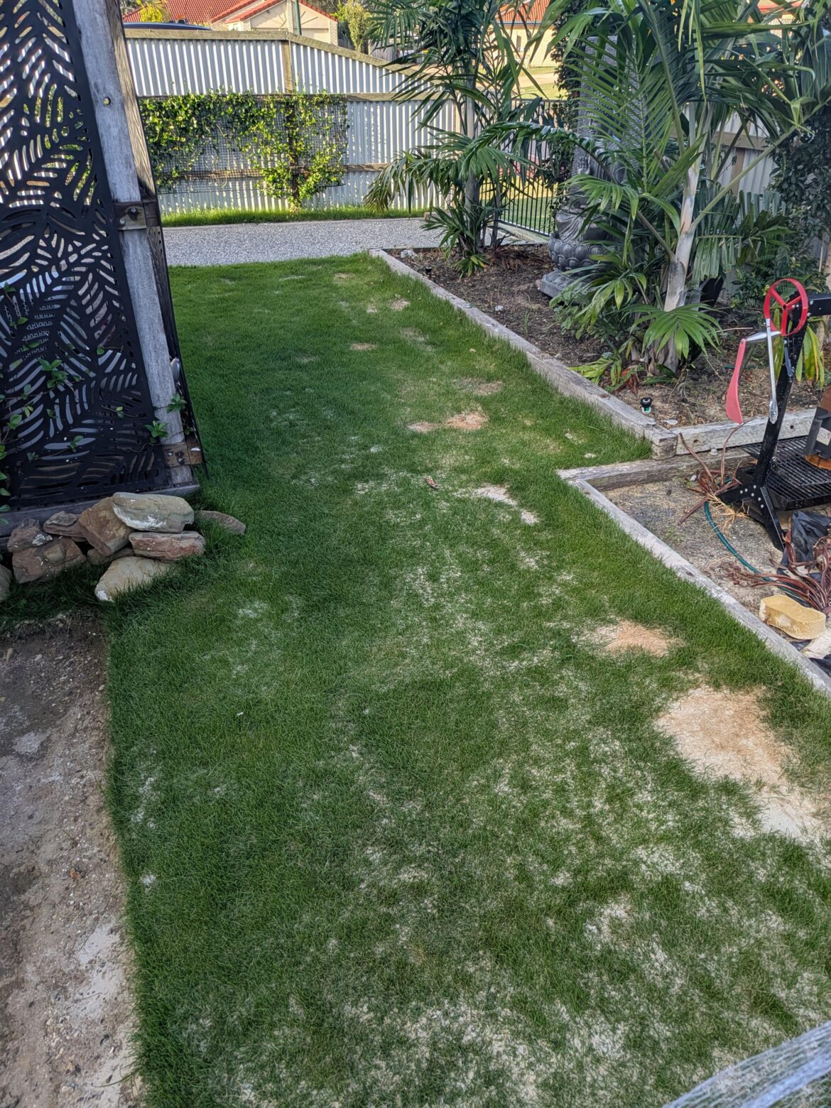 Sir Grange zoysia and dog piss…… Sir Grange zoysia and dog piss......