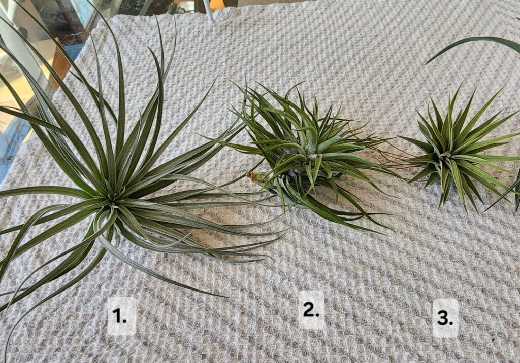 ID Help ID Help