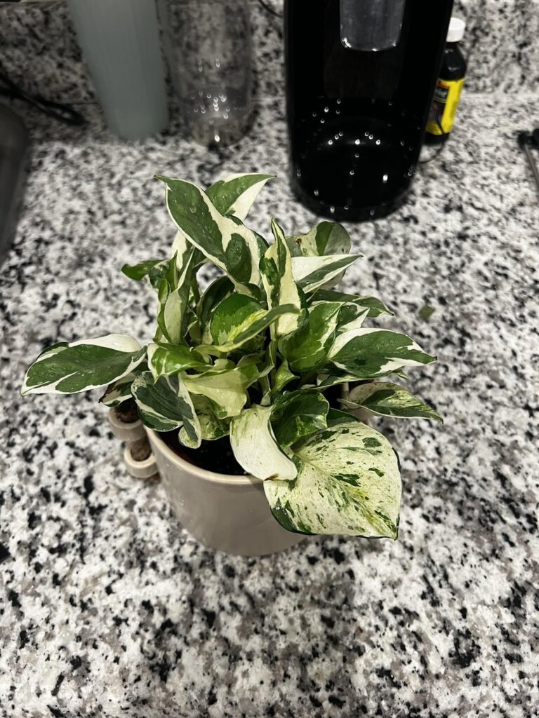 New plant :)