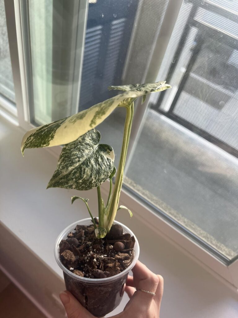 Finally found one at a big box store! Finally found one at a big box store!