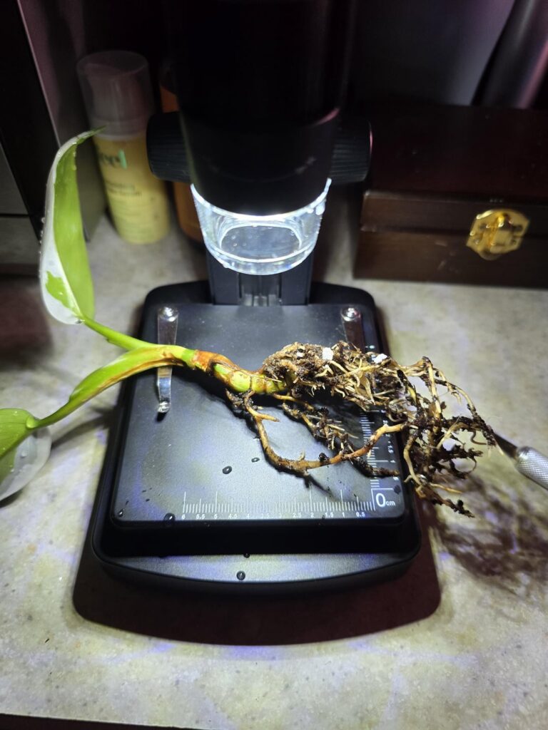 Bacteria, pests? Strange roots and stem Bacteria, pests? Strange roots and stem