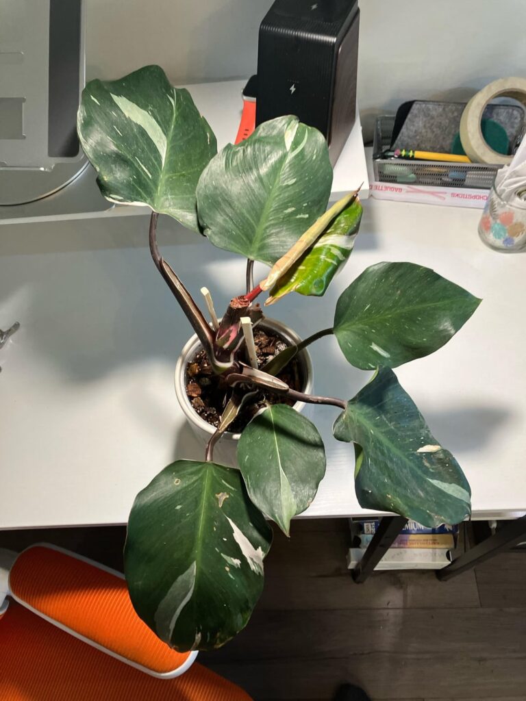 Felt sorry for this guy all flopped over in Home Depot. Is it a white knight? Was marked as white wizard? Felt sorry for this guy all flopped over in Home Depot. Is it a white knight? Was marked as white wizard?