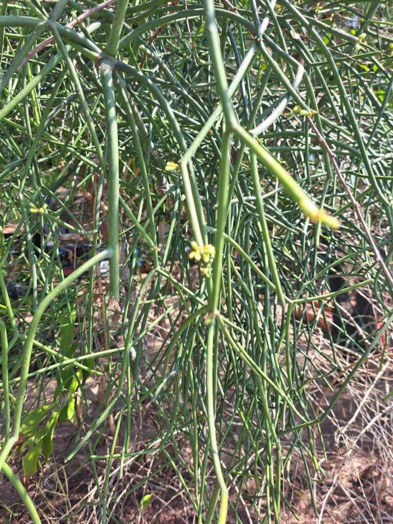 South Thailand example is about 5 meter high