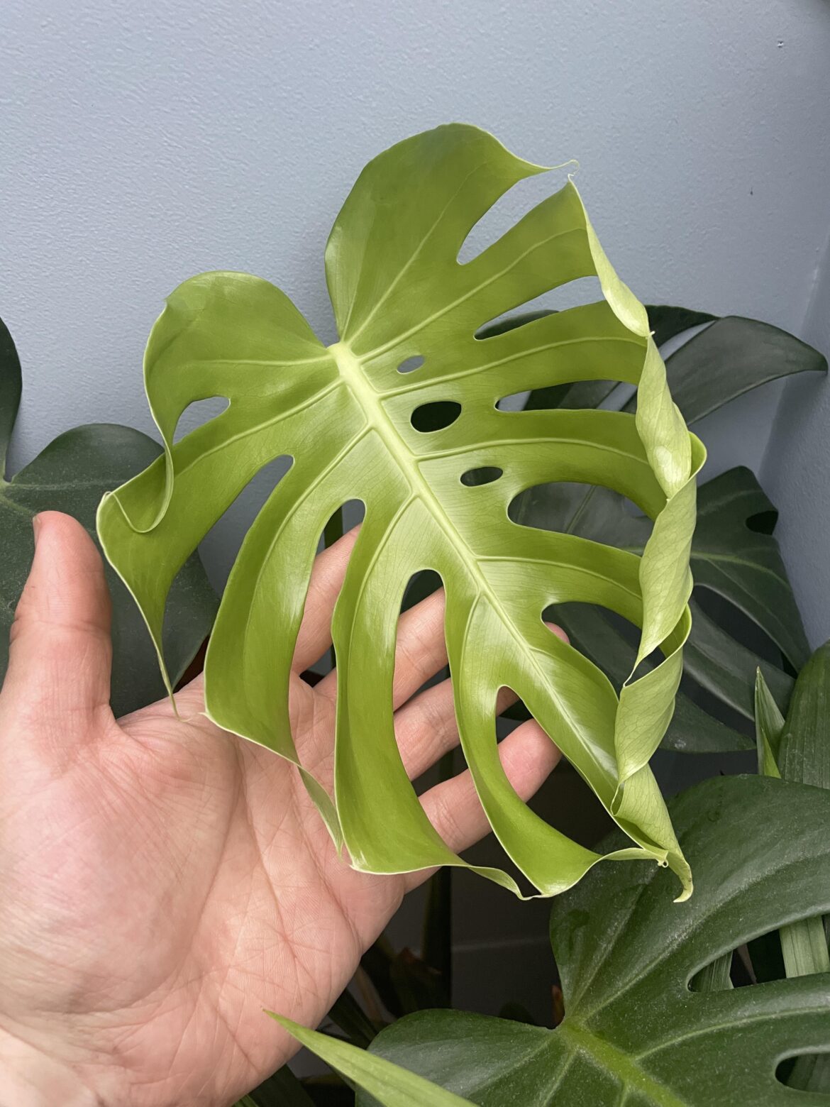 Smallest leaf I’ve ever seen with this kind of fenestration so soon (1 year old plant)