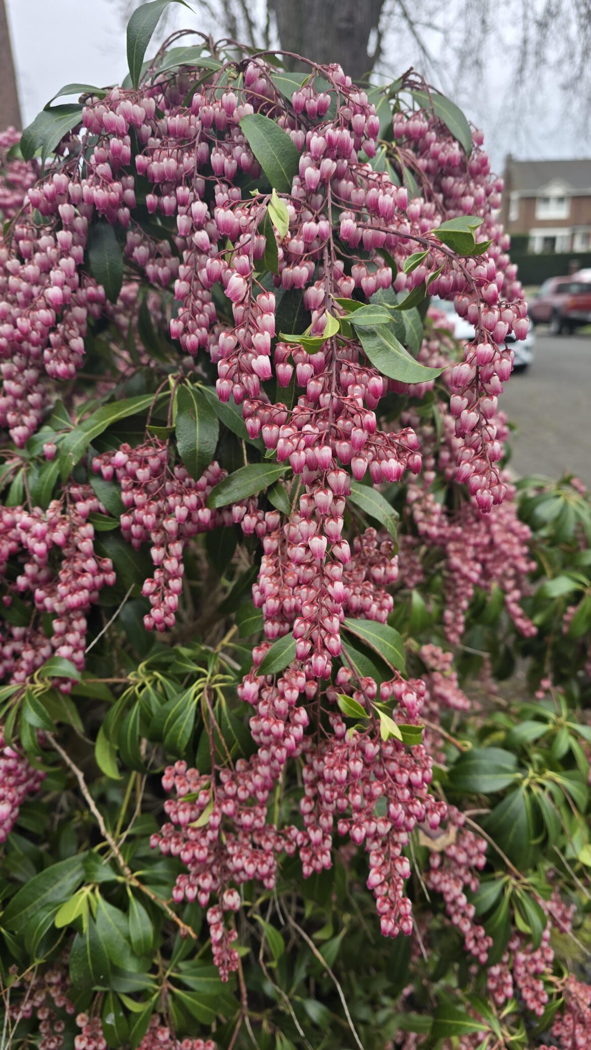 Came across this on our afternoon walk. Seattle, WA