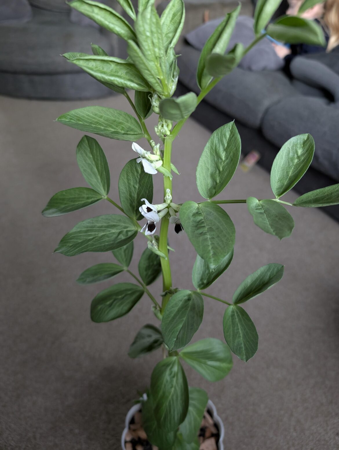 Daughter grew got this from school