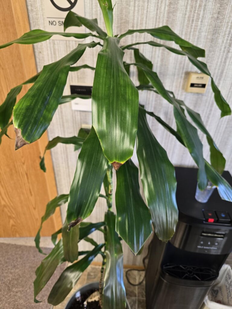 Help! My office Dracaena is dieing, I think...