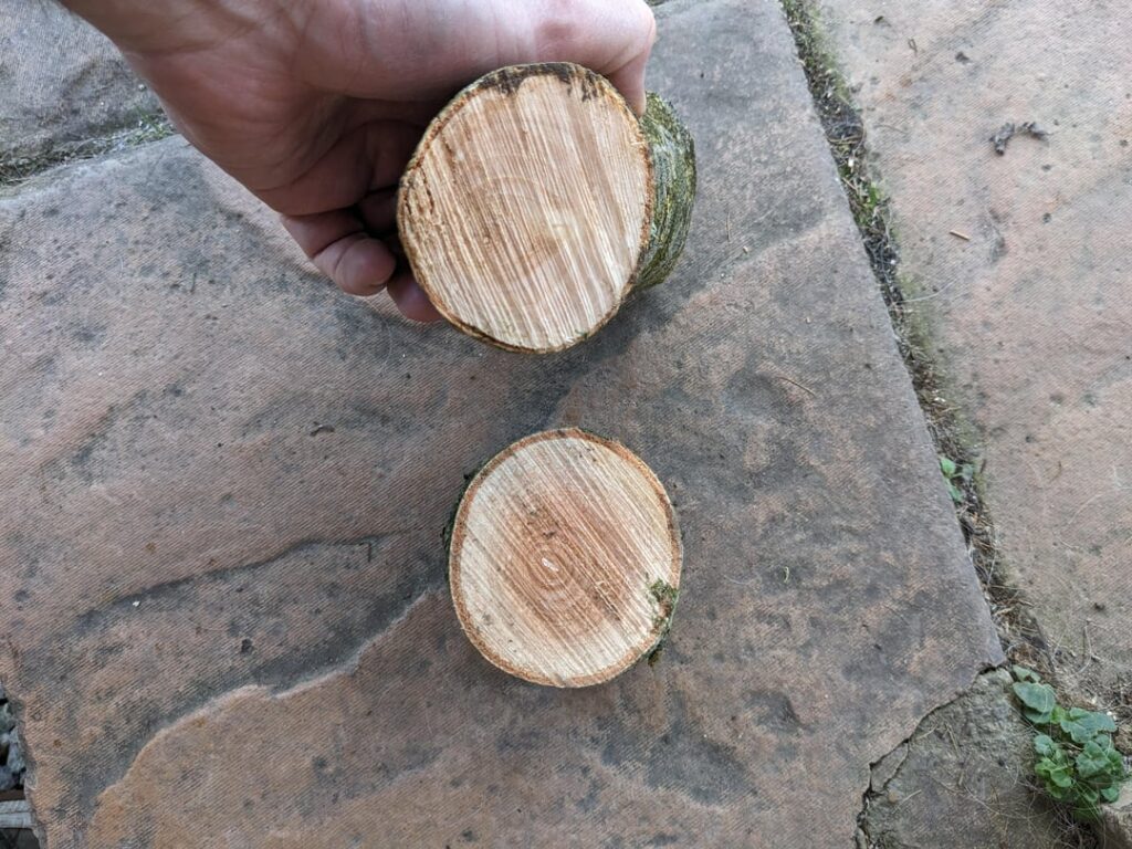 Ash dieback?