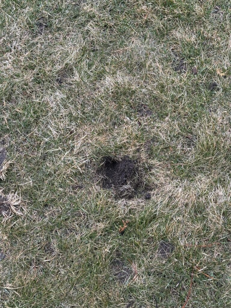 wtf is digging up my lawn and how do I get it to stop?