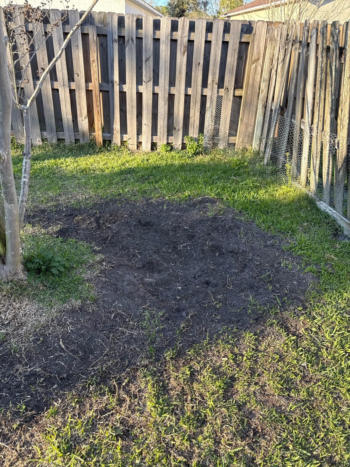 Dogs are destroying my backyard, would Bermuda be more tolerant? Dogs are destroying my backyard, would Bermuda be more tolerant?